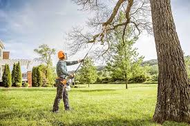 How Our Tree Care Process Works  in  Mirrormont, WA