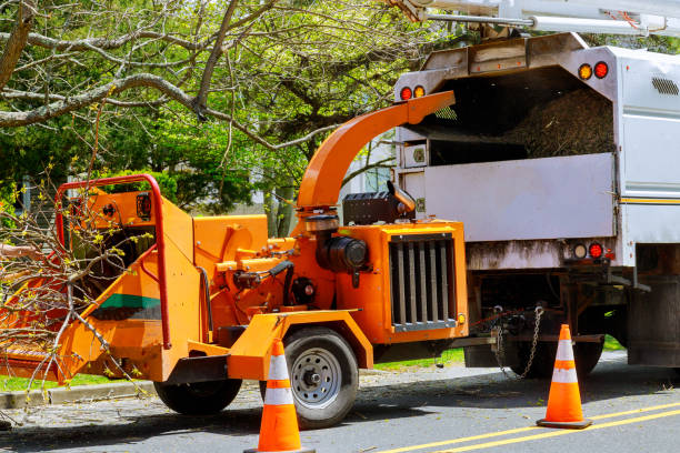 Reliable Mirrormont, WA Tree Removal Solutions